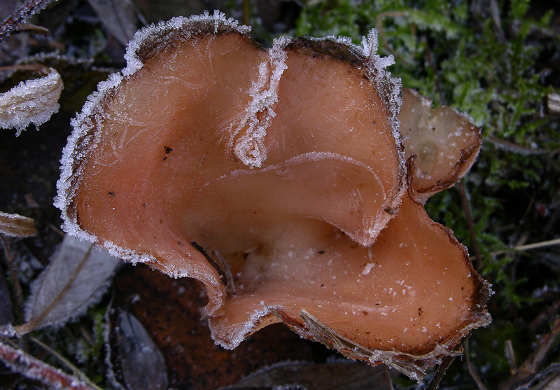 A caccia di Pleurotus.....parte2.